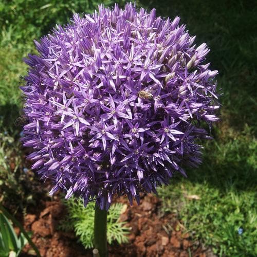 Allium 'Globemaster' 3L Keans Claremorris