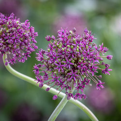 Allium 'Magic' 3L Keans Claremorris