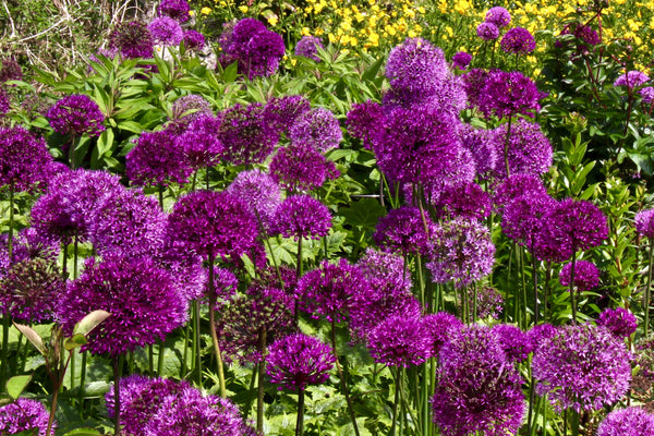 Allium holl. 'Purple Sensation' 3L Keans Claremorris