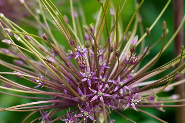 Allium schubertii 3L Keans Claremorris