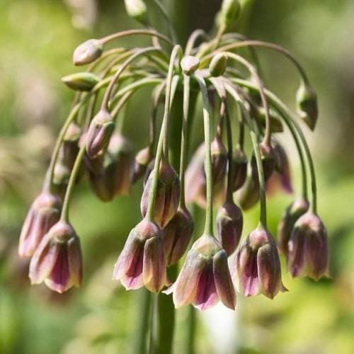 Allium siculum (syn. Nectaroscordum) 3L Keans Claremorris