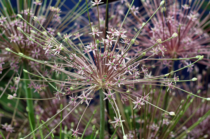 Allium schubertii 3L - Image 2