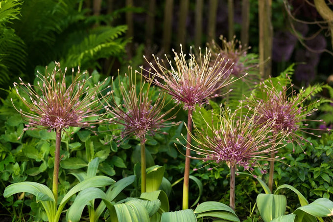 Allium schubertii 3L - Image 3