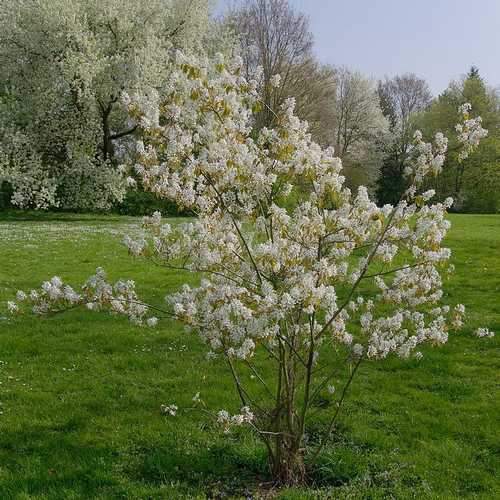 Amelanchier Lamarckii 9X9