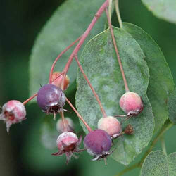 Amelanchier Lamarckii 9X9