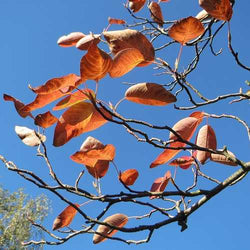 Amelanchier Lamarckii 9X9