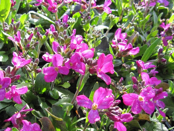 Arabis bleph. 'Frühlingszauber 9cm 07-ROCKERY Keans Claremorris