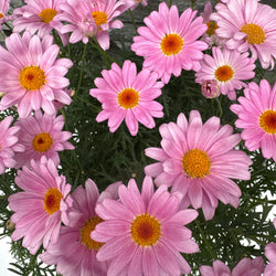 Argyranthemum Simba® Pink, 2L Keans Claremorris