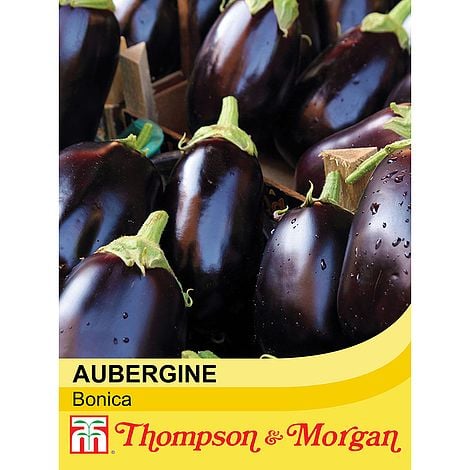 Aubergine Bonica Keans Claremorris