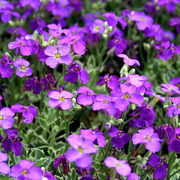 Aubrieta 'Dr. Mules Variegata' 9cm 07-ROCKERY Keans Claremorris
