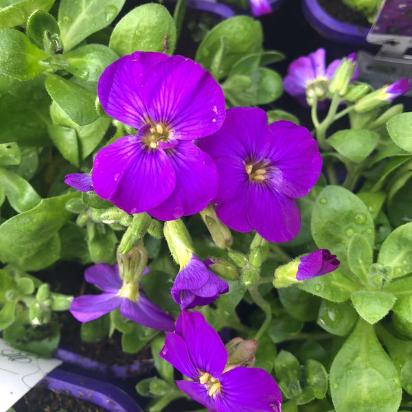 Aubrieta gracilis 'Kitte Blue' 9cm 07-ROCKERY Keans Claremorris