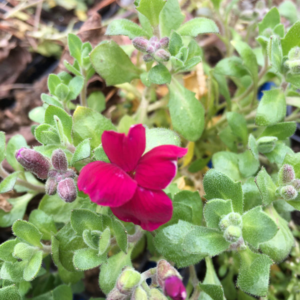 Aubrieta hyb. 'Audrey Red-Purple' 2L Keans Claremorris