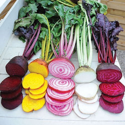 Beetroot Rainbow Beet