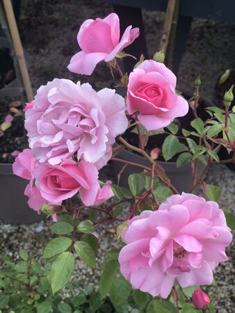 Rosa ‘Bonica’ – Floribunda Rose (4.5L) - Image 1