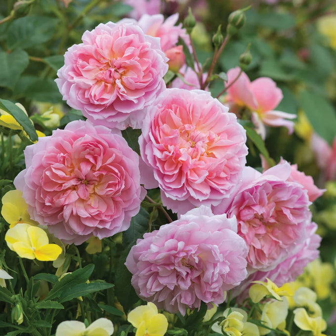 Rosa 'Anne Boleyn' 6L David Austin pink shrub rose, fragrant garden plant from Keans Claremorris