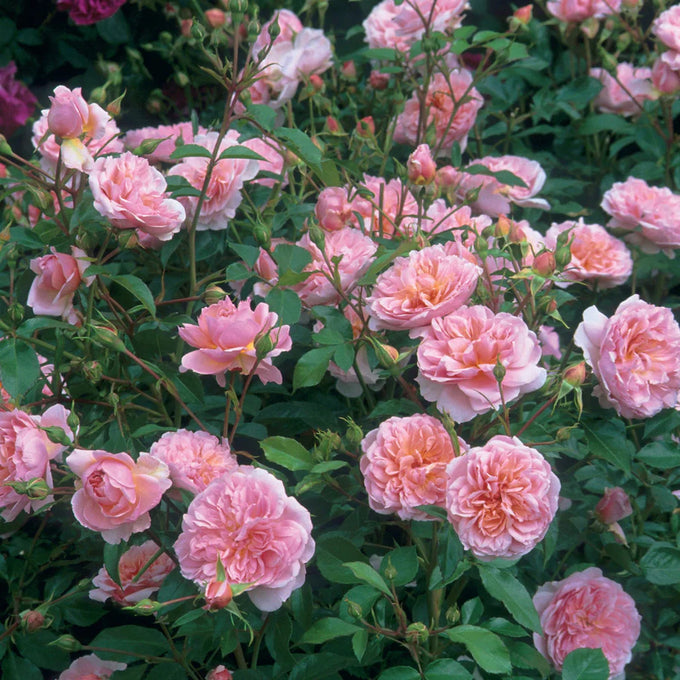 Rosa 'Anne Boleyn' 6L David Austin pink shrub rose, fragrant garden plant from Keans Claremorris