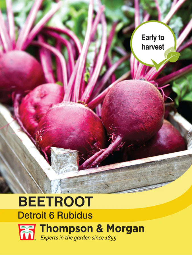 Beetroot Detroit 6 Rubidus Keans Claremorris