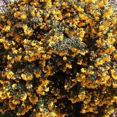 Berberis darwinii Nana shrub with dense foliage, ideal for gardens – available at Keans Claremorris.