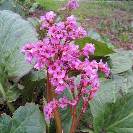 Bergenia Cordifolia 2L Keans Claremorris