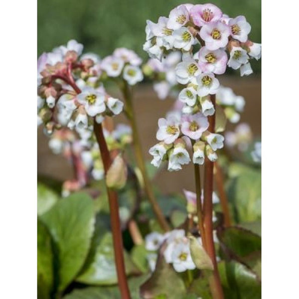 Bergenia Jelle 2L Keans Claremorris