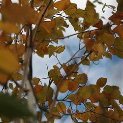 Betula utilis jacquemontii 10L