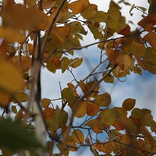 Betula utilis jacquemontii 10L - Image 4