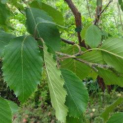 Betula utilis jacquemontii 10L