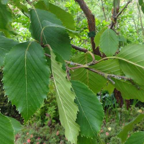 Betula utilis jacquemontii 10L - Image 3