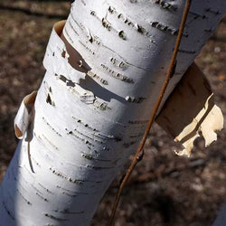 Betula utilis jacquemontii 10L