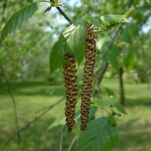 Betula utilis jacquemontii 10L - Image 5