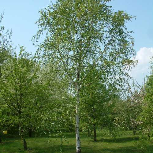 Betula utilis jacquemontii 10L - Image 1