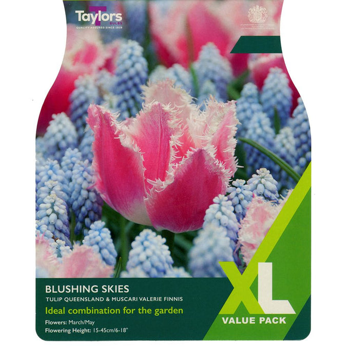 Blushing Skies Tulip & Mascari Valeri XL Bulb Collection Keans Claremorris
