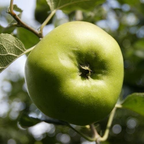 Malus Bramley Cooking Apple Tree 