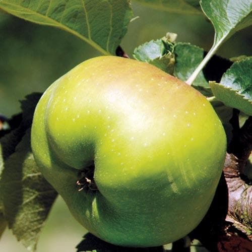 Close-up of a green Malus Bramley Cooking Apple hanging on a tree branch with leaves.