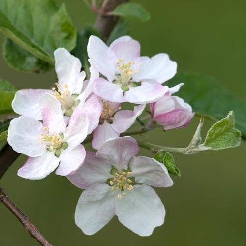Close-up of delicate white and pale pink Malus Bramley Cooking Apple Tree blossoms on a branch with green leaves.