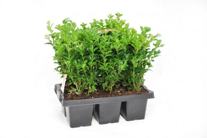 Buxus sempervirens 6 pack dwarf evergreen hedging plants with dense glossy leaves, ideal for formal gardens – Keans