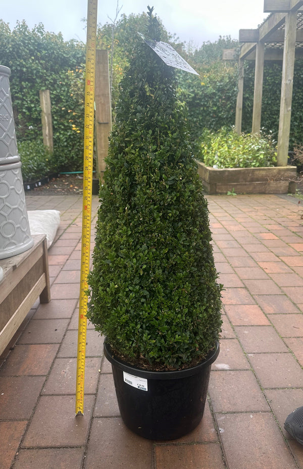 Buxus sempervirens pyramid topiary 70-80cm evergreen shrub with dense dark-green foliage, perfect for entrances – Keans