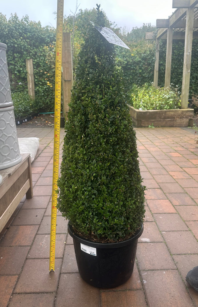 Buxus sempervirens pyramid topiary 70-80cm evergreen shrub with dense dark-green foliage, perfect for entrances – Keans