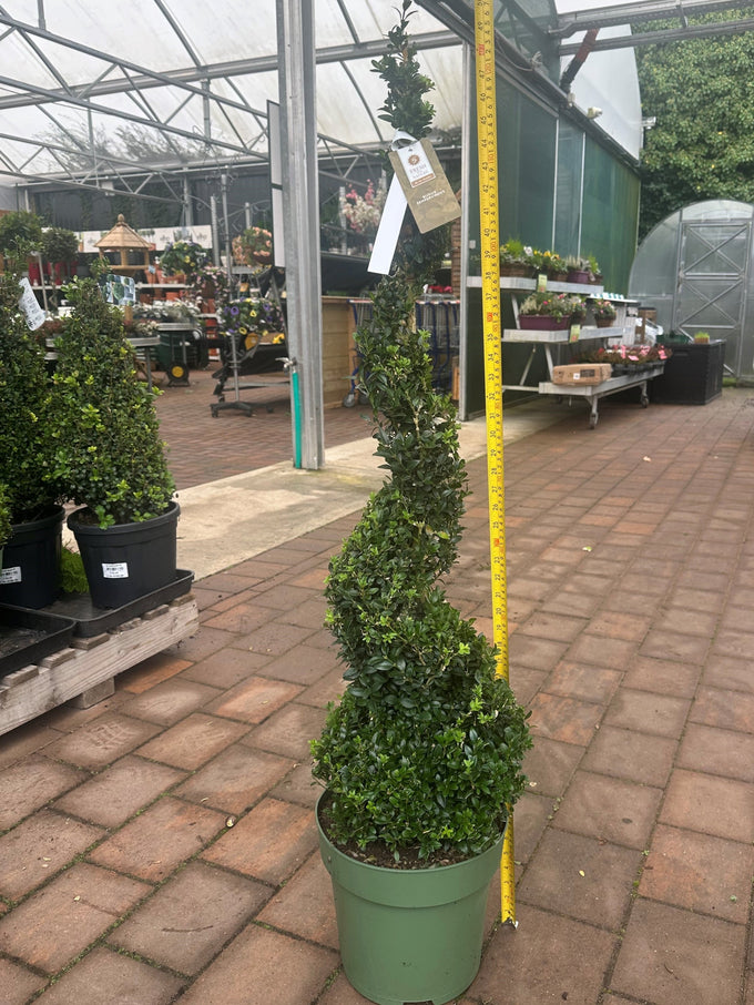 Buxus sempervirens evergreen shrub in 10L pot, dense dark-green foliage, ideal for hedges and topiary – Keans Claremorris