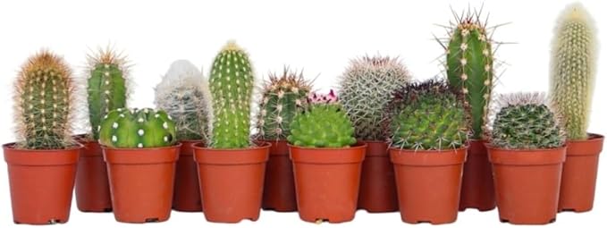 Cactus mix 5.5cm - Image 1