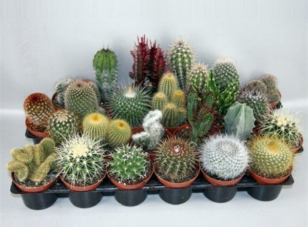 Cactus mix 8.5cm