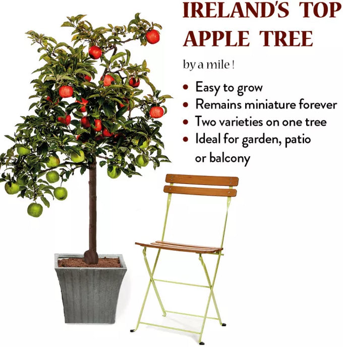 Miniature Apple Tree Katy on Elstar, self-fertile variety, perfect for small gardens - Keans Claremorris