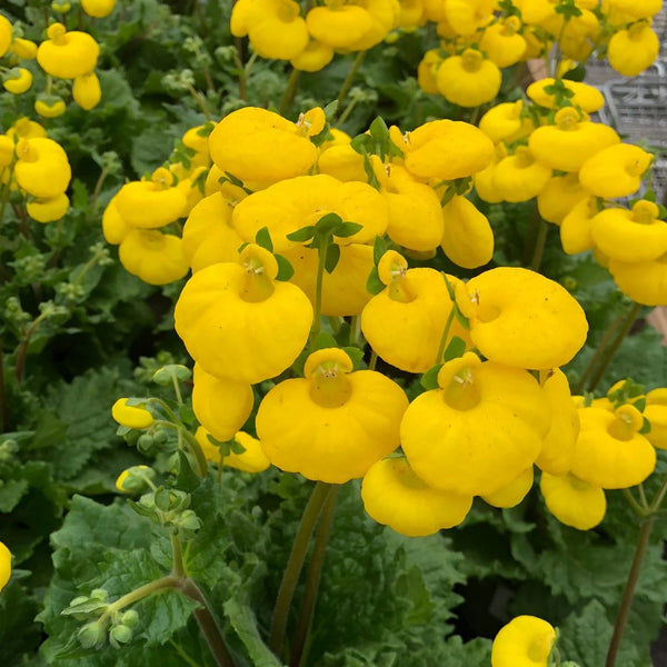 Calceolaria Calynopsis® Yellow, 2L Keans Claremorris