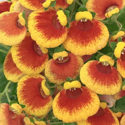 Calceolaria Calynopsis® Yellow Red, 2L Keans Claremorris