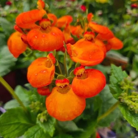 Calceolaria Calynopsis® Orange, 2L Keans Claremorris