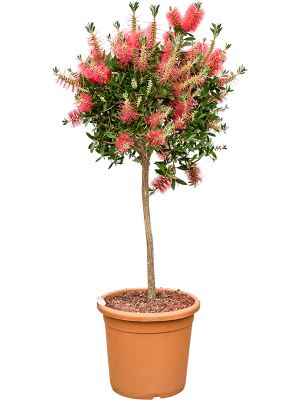 Callistemon Citrinus Splendens Stem P30 105cm Keans Claremorris