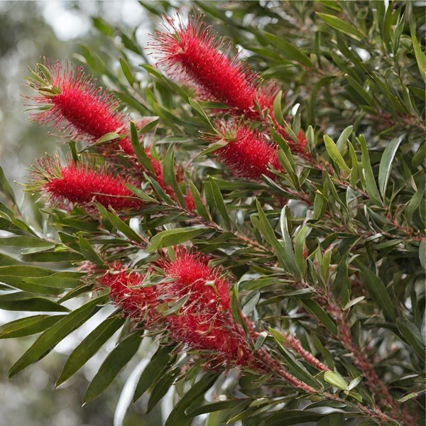 Callistemon Laevis P19 50cm Keans Claremorris