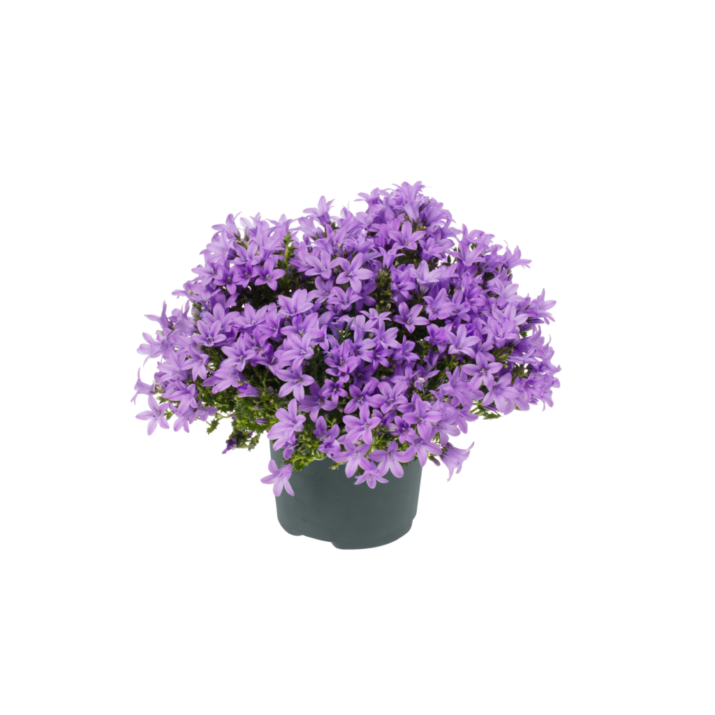 Campanula "Ambella" 12cm Pot | Mix | Keans Claremorris