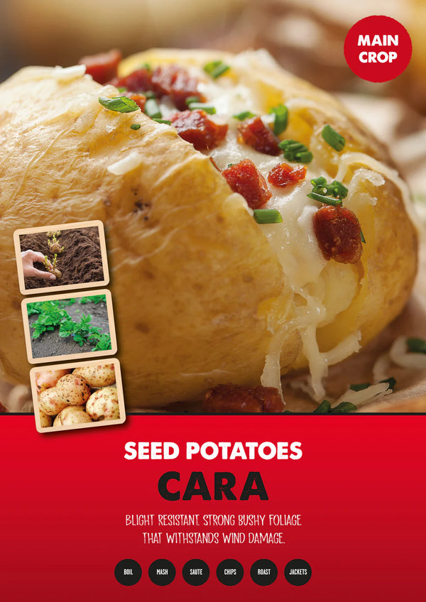 Main Crop Cara 2 Kg Nets
