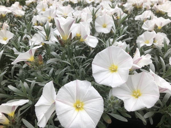 Convolvulus Cneorum P14 30cm Keans Claremorris